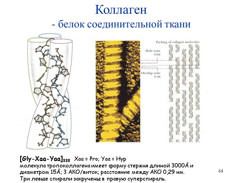 64 Коллаген - белок соединительной ткани [Gly-Xaa-Yaa]338   Xaa = Pro; Yaa =